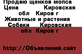 Продаю щенков мопса › Цена ­ 18 000 - Кировская обл., Киров г. Животные и растения » Собаки   . Кировская обл.,Киров г.